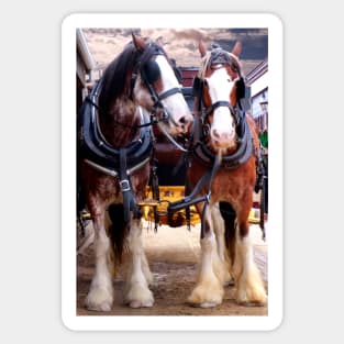 Pair of Working Horses Sticker